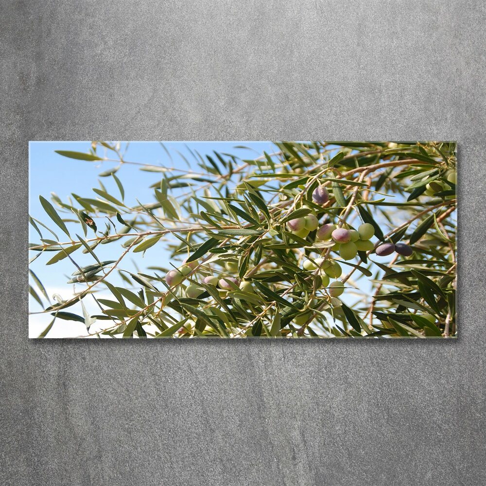 Acrylic print Olive tree