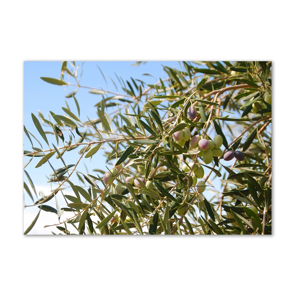 Acrylic print Olive tree