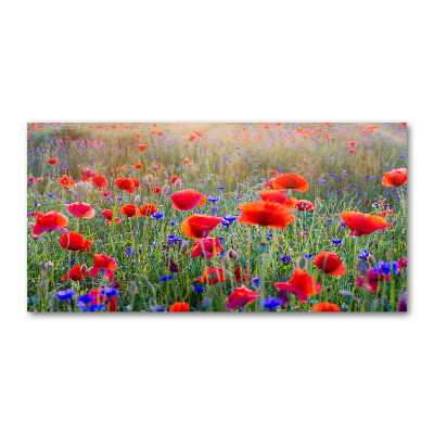 Acrylic print Field flowers