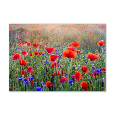 Acrylic print Field flowers