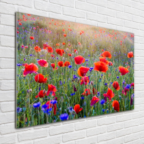 Acrylic print Field flowers