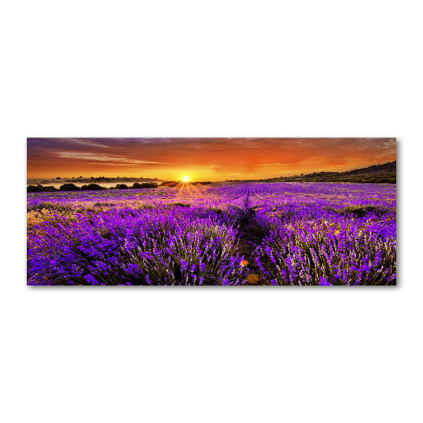 Acrylic wall art Lavender field