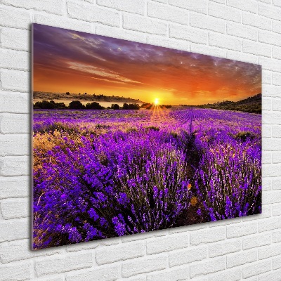 Acrylic wall art Lavender field