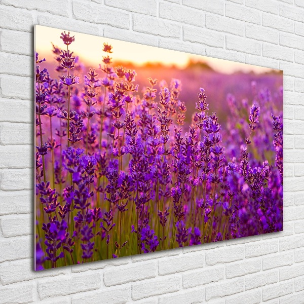 Glass acrylic wall art Lavender field