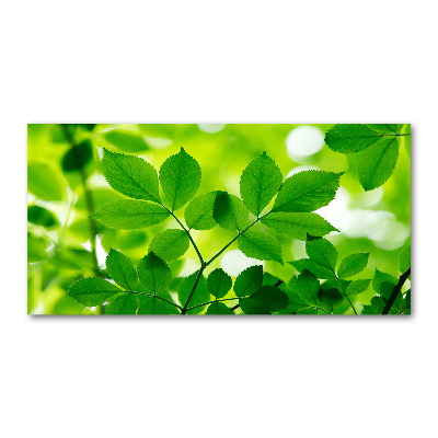 Glass acrylic wall art Green leaves