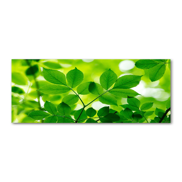 Glass acrylic wall art Green leaves