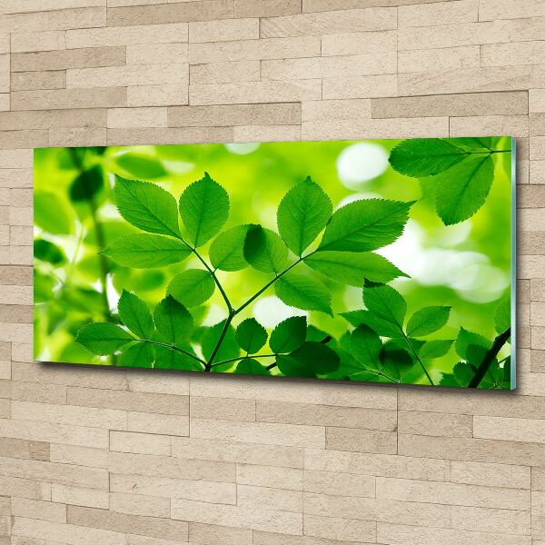 Glass acrylic wall art Green leaves