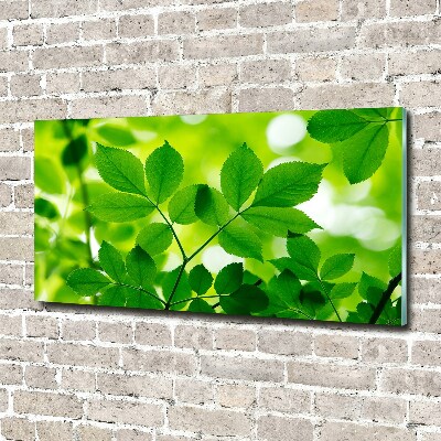 Glass acrylic wall art Green leaves