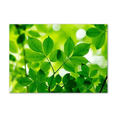 Glass acrylic wall art Green leaves