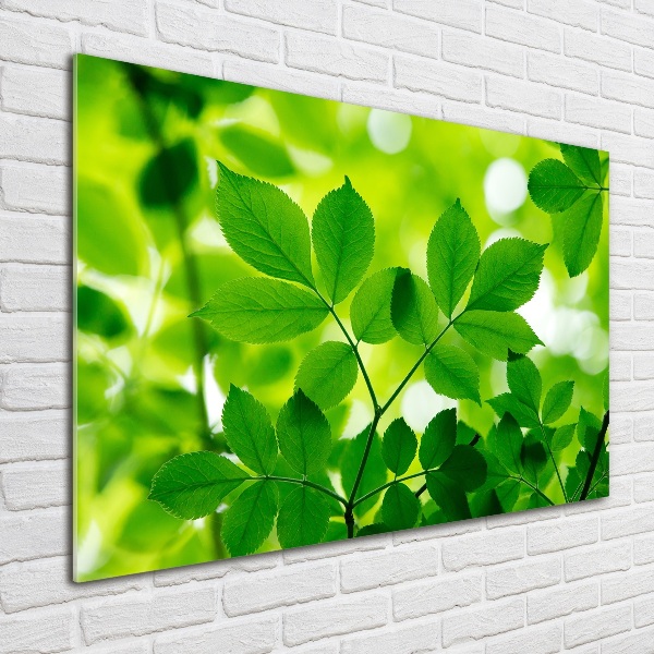 Glass acrylic wall art Green leaves