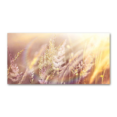 Acrylic wall picture Tall grass