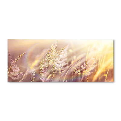 Acrylic wall picture Tall grass