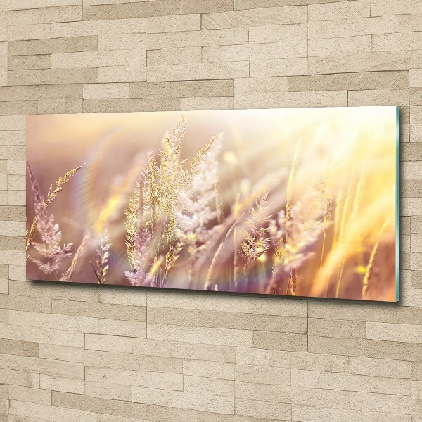 Acrylic wall picture Tall grass