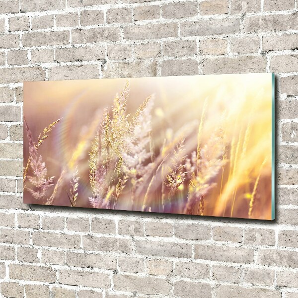 Acrylic wall picture Tall grass