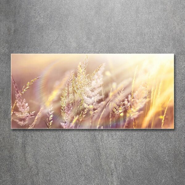 Acrylic wall picture Tall grass