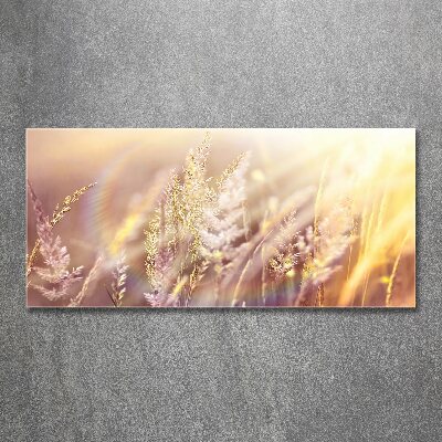 Acrylic wall picture Tall grass