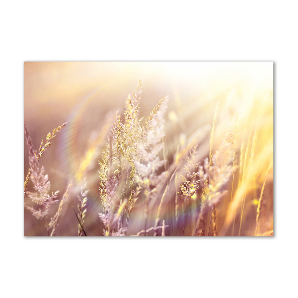 Acrylic wall picture Tall grass