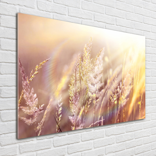 Acrylic wall picture Tall grass