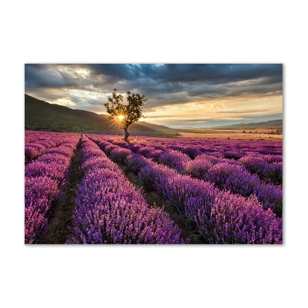 Wall art acrylic Lavender field