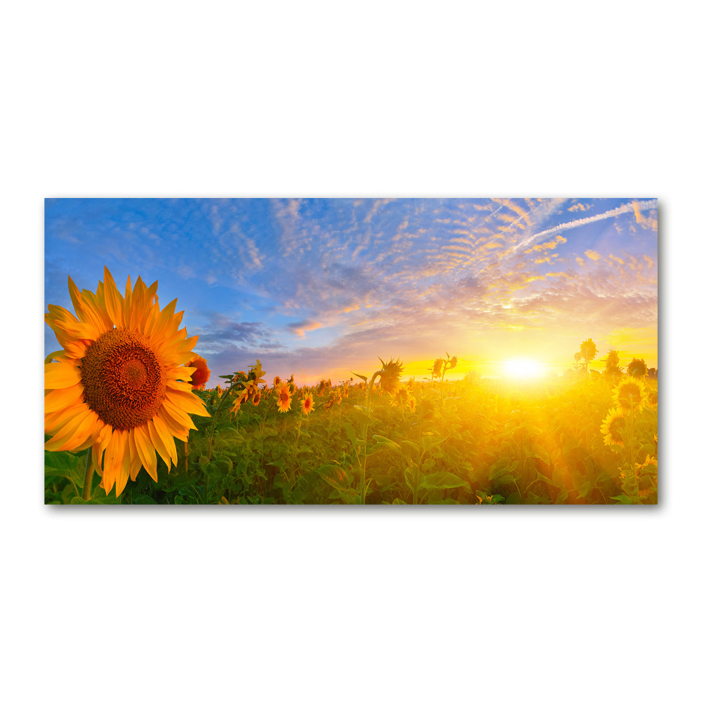 Wall art acrylic Sunflower field