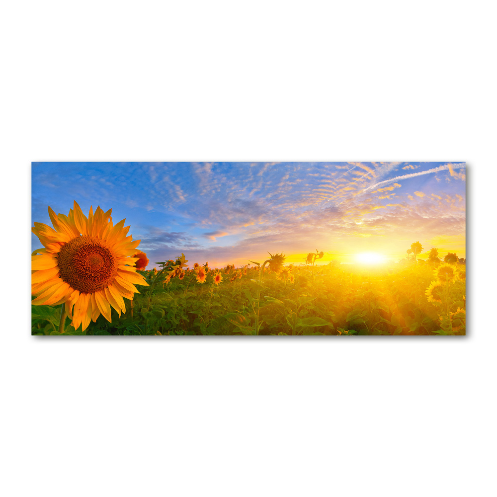 Wall art acrylic Sunflower field