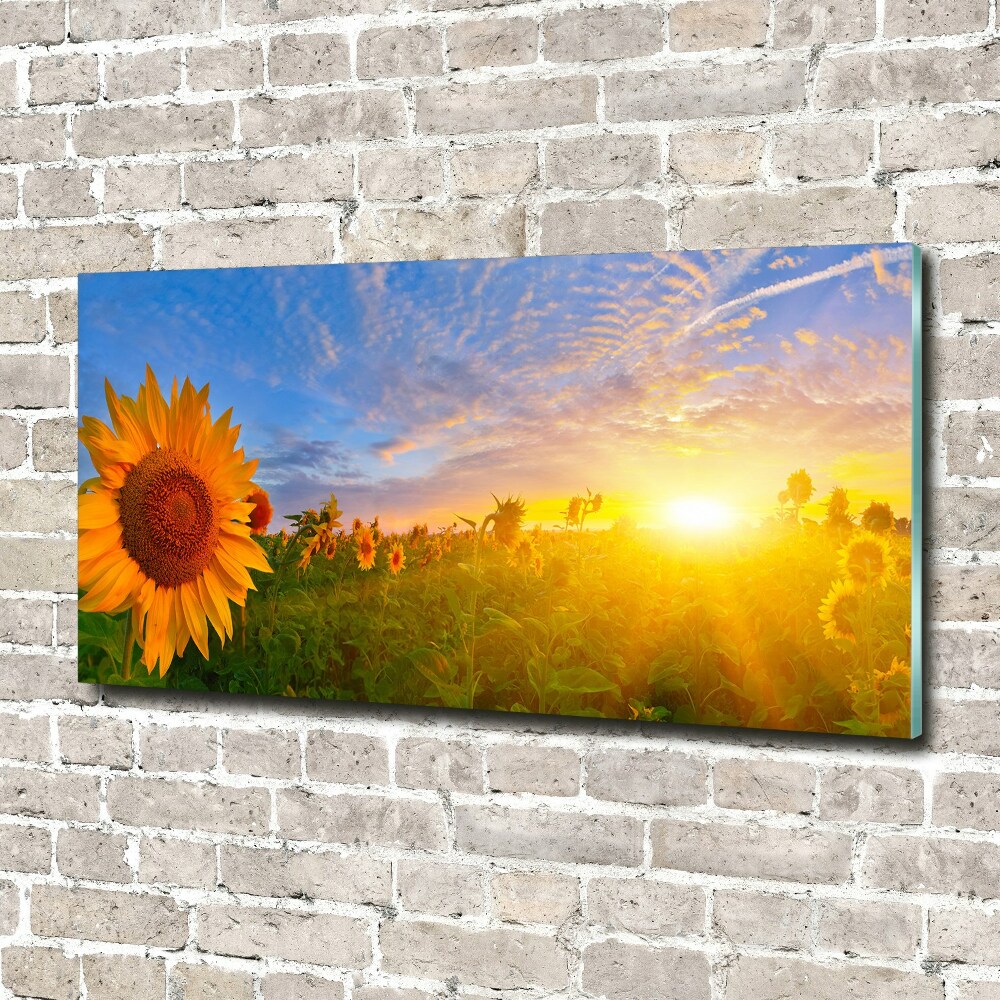 Wall art acrylic Sunflower field