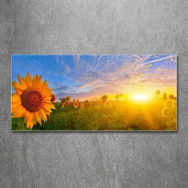 Wall art acrylic Sunflower field