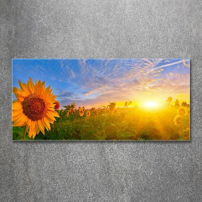 Wall art acrylic Sunflower field