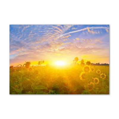 Wall art acrylic Sunflower field