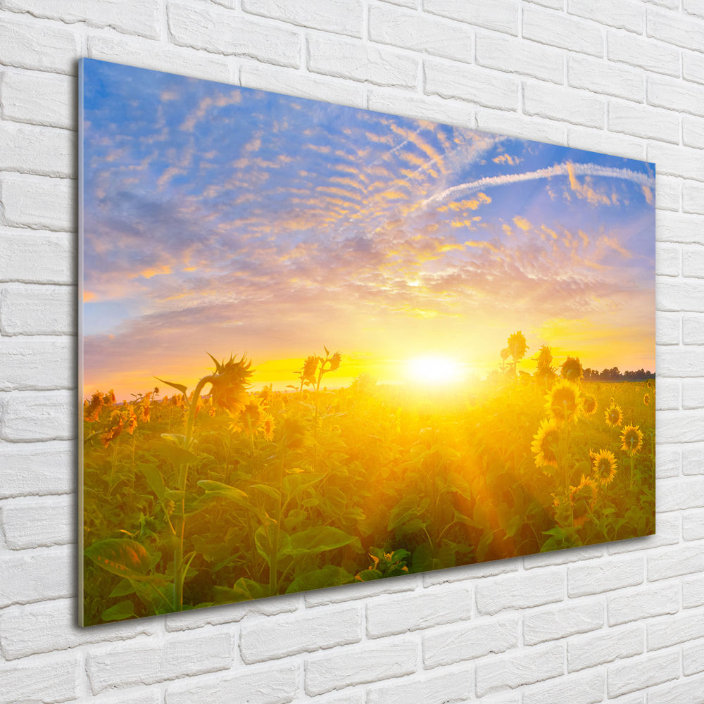 Wall art acrylic Sunflower field