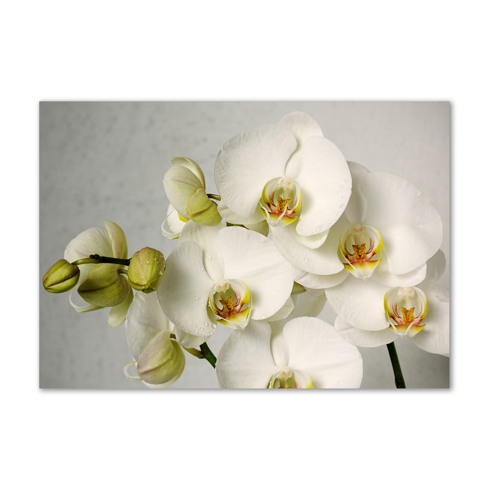 Acrylic wall picture White orchid