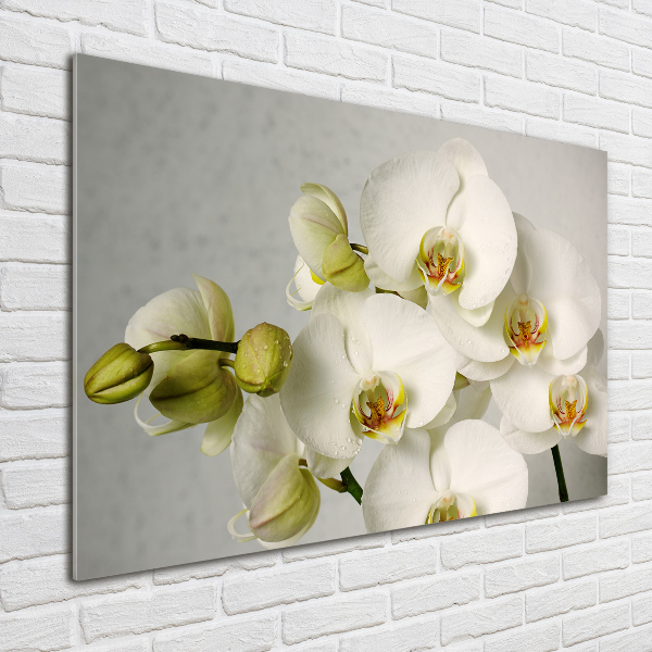 Acrylic wall picture White orchid