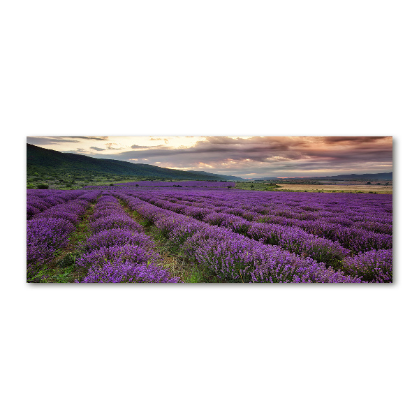 Print on acrylic Lavender field