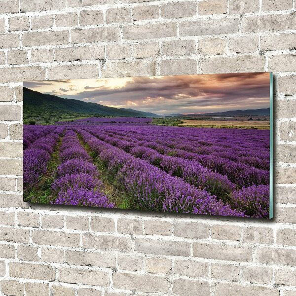 Print on acrylic Lavender field