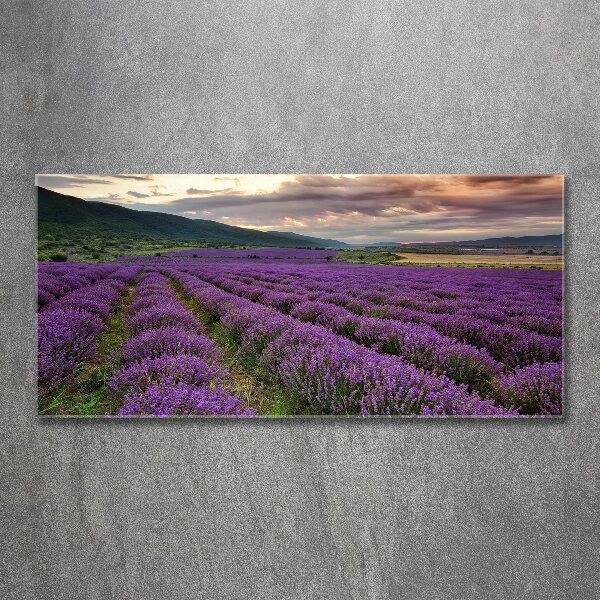 Print on acrylic Lavender field