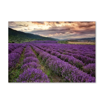 Print on acrylic Lavender field