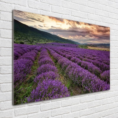 Print on acrylic Lavender field