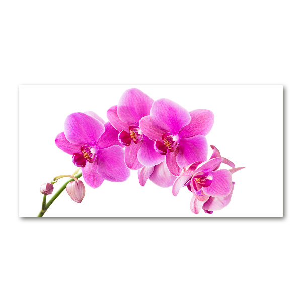 Print on acrylic Pink orchid