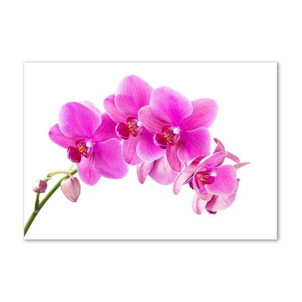 Print on acrylic Pink orchid