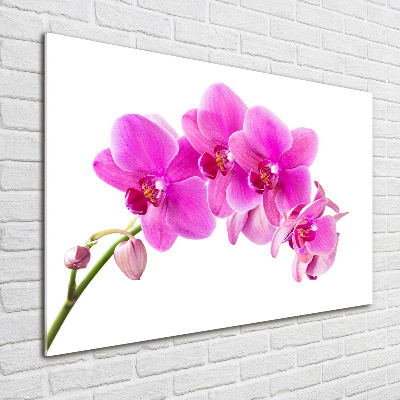 Print on acrylic Pink orchid