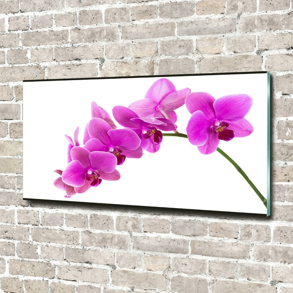 Print on acrylic Pink orchid