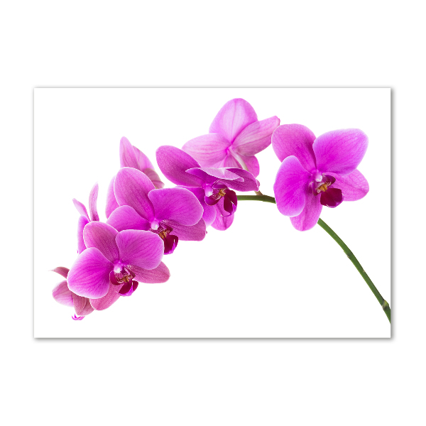 Print on acrylic Pink orchid