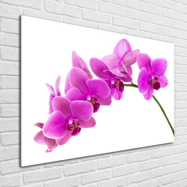 Print on acrylic Pink orchid