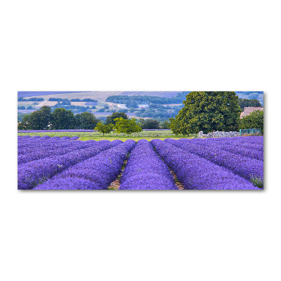 Print on acrylic Lavender field