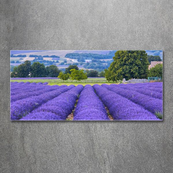 Print on acrylic Lavender field