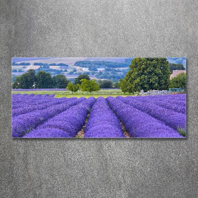 Print on acrylic Lavender field