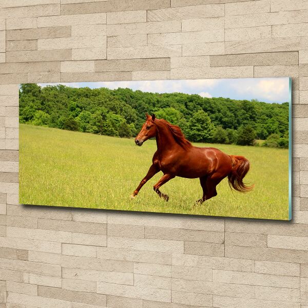 Print on acrylic Horse on the meadow