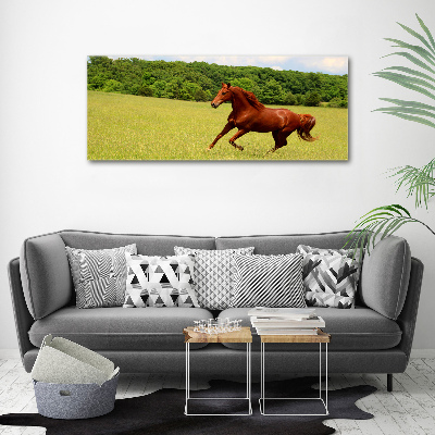 Print on acrylic Horse on the meadow