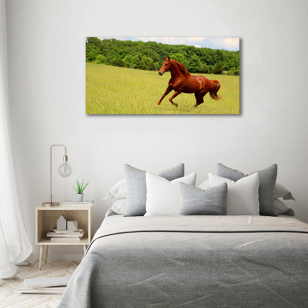 Print on acrylic Horse on the meadow