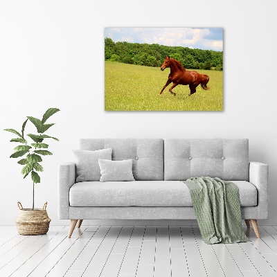 Print on acrylic Horse on the meadow